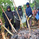 Bakar Batu. Tradisi Unik Sambut Puasa Ramadhan Muslim Papua