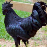 6 Fakta Unik Ayam Cemani Beserta Dibalik Cerita Mistisnya