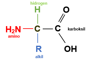 Struktur Asam Amino