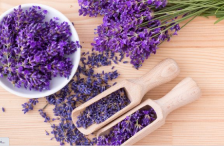 5 Fakta Unik Seputar Lavender Si Bunga Cantik Warna Ungu