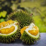 Fakta Unik dan Menarik Buah Durian yang Perlu Anda Ketahui