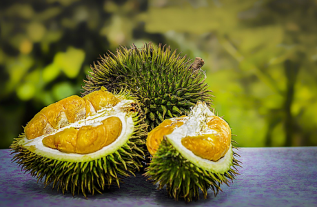 Fakta Unik dan Menarik Buah Durian yang Perlu Anda Ketahui