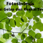 Perbedaan Reaksi Gelap dan Reaksi Terang Pada Proses Fotosintesis