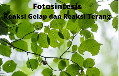 Perbedaan Reaksi Gelap dan Reaksi Terang Pada Proses Fotosintesis