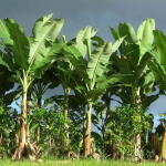 6 Fakta Unik dan Menarik Pohon Pisang yang Perlu Anda Ketahui.