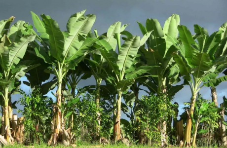 6 Fakta Unik dan Menarik Pohon Pisang yang Perlu Anda Ketahui.