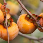 5 Manfaat Buah Kesemek Bagi Kesehatan Tubuh yang Perlu Anda Ketahui