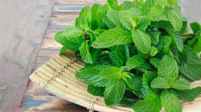 Manfaat Daun Mint 