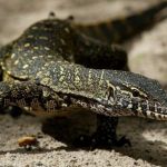 5 Fakta Unik dan Menarik tentang Biawak yang Perlu Anda Ketahui