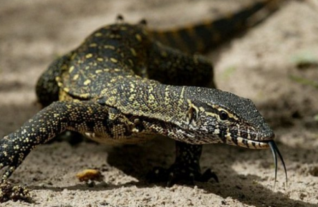 5 Fakta Unik dan Menarik tentang Biawak yang Perlu Anda Ketahui