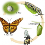 Pengertian Metamorfosis, Jenis, dan Contoh Hewannya