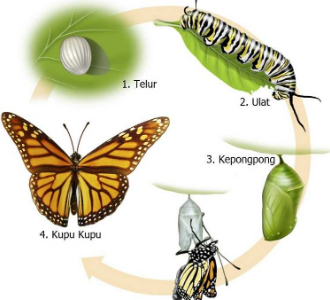 Pengertian Metamorfosis, Jenis, dan Contoh Hewannya