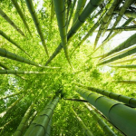 5 Manfaat Pohon Bambu yang Perlu Anda Ketahui