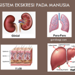 Mengenal Sistem Ekskresi Pada Manusia dan Penjelasannya