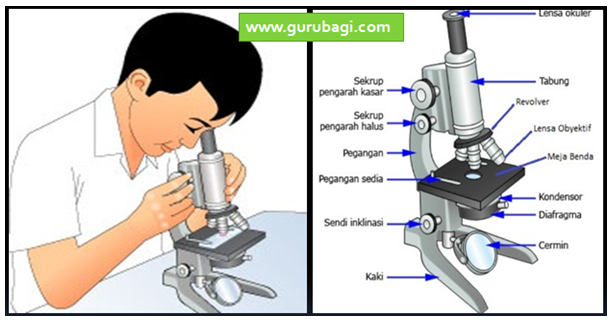 Mengenal Mikroskop, Rumus, Soal Dan Pembahasannya