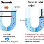 Pengertian Sifat Koligatif Larutan dan Klasifikasinya